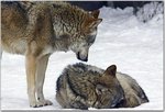 _m258knhe4C1qargfho1_500.jpg