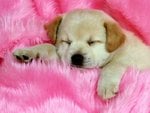 sleeping_the_day_away_197.jpg