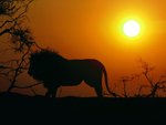 silhouette__african_lion_103.jpg