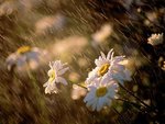 wet_daisies_163.jpg