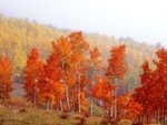 first_snow_at_owl_creek_pass__colorado_144.jpg