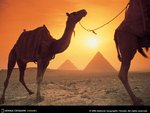 camel_800b_723.jpg