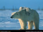 polarbear_800b_559.jpg