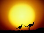 the_kangaroo_hop__australia_203.jpg