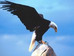the_messenger__bald_eagle_995.jpg