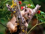 up_a_tree__canada_lynx_173.jpg