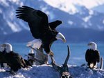 wings_extended__bald_eagles_187.jpg