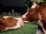 wet_kiss_159.jpg