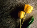 yellow_tulip_197.jpg