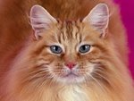 portrait_of_oliver_200.jpg