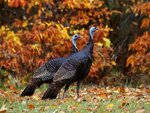 wild_turkeys_in_autumn_191.jpg