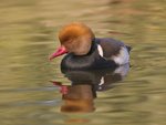 red-crested_pochard_212.jpg