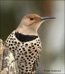 flicker0455_154.jpg