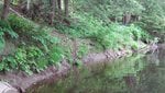 riverbank.jpg