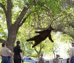 Flying-Bear.jpg