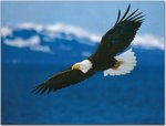 _m77nj2(qsgF1r3k772o1_1280.jpg