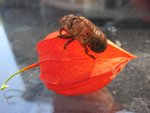 IMG_0007_1.JPG