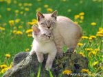 cats-2_600.jpg