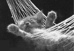 cats-3_136.jpg