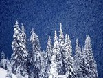 snowy_mountain_forest__hurricane_ridge__olympic_national_park__washington_100.jpg