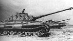 tigerii_26_212.jpg