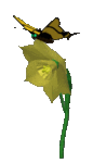 daffodil_butterfly_lg_clr_144.gif