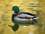 on_golden_pond2_182.jpg