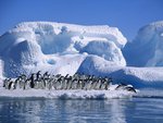 adelie_penguins_in_hope_bay__antarcticab_111.jpg