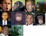 bush_133.jpg