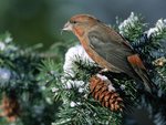 crossbill_feeding_on_fir_cones_164.jpg