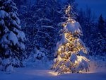 _tis_the_season_135.jpg