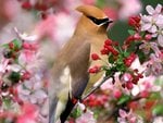 cedarwaxwing_168.jpg
