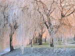 ice-covered_willow_trees_356.jpg