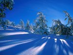 snowy_shadows_192.jpg