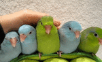 19f0066f99cf.gif