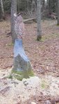 IMG_1403.jpg