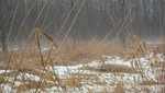 IMG_1447.jpg