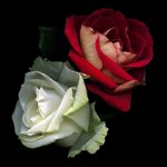 mew0y0bwU31qefrmxo1_1280.jpg