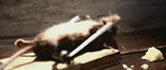 1636_88993.gif