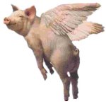 pig1.jpg