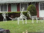 reindeerlights.jpg