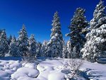 winter_wonderland_417.jpg
