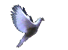 dove-ani_677.gif