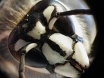 bald_face_hornet-2_686.jpg