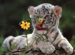 whitetigercub_flowers_510.jpg