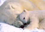 polarbearwithbabysleeping0sh_153.jpg