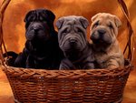 basket_buddies_200.jpg