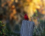 cardinal_701.jpg