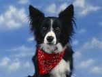 border_collie_156.jpg