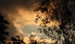 Eucalyptus Sunset.jpg